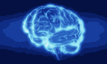 0 brain cerebral cortex
