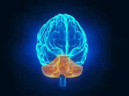 0 cerveau anime