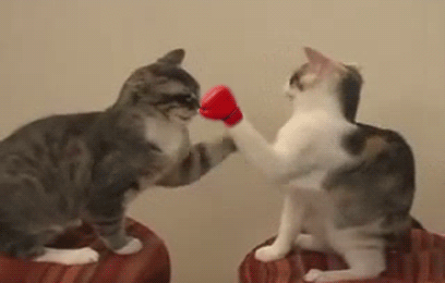 0 chats boxeurs
