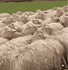 0 moutons