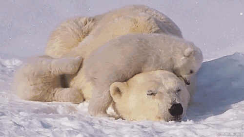0 ours blanc