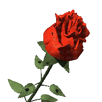 0 rose ouvre
