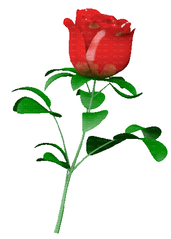 0 rose tourne