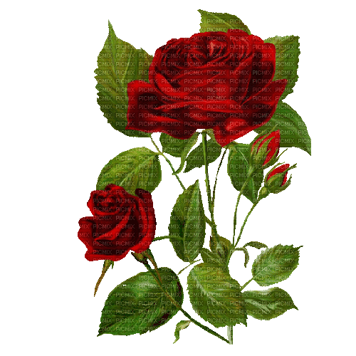 0 rose vent