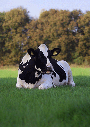 0 vache
