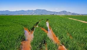 Albufera