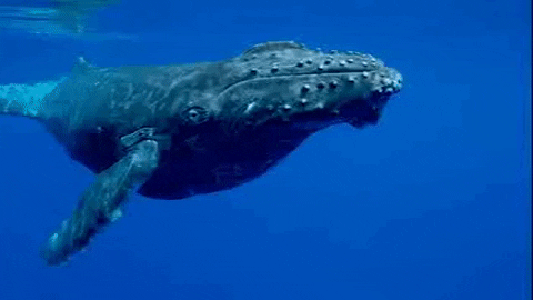 Baleine nageant