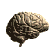 Cerveau 008