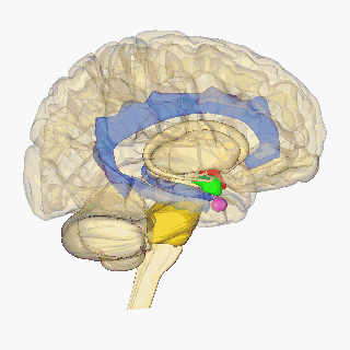 Cerveau qui tourne