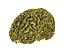 Cerveau