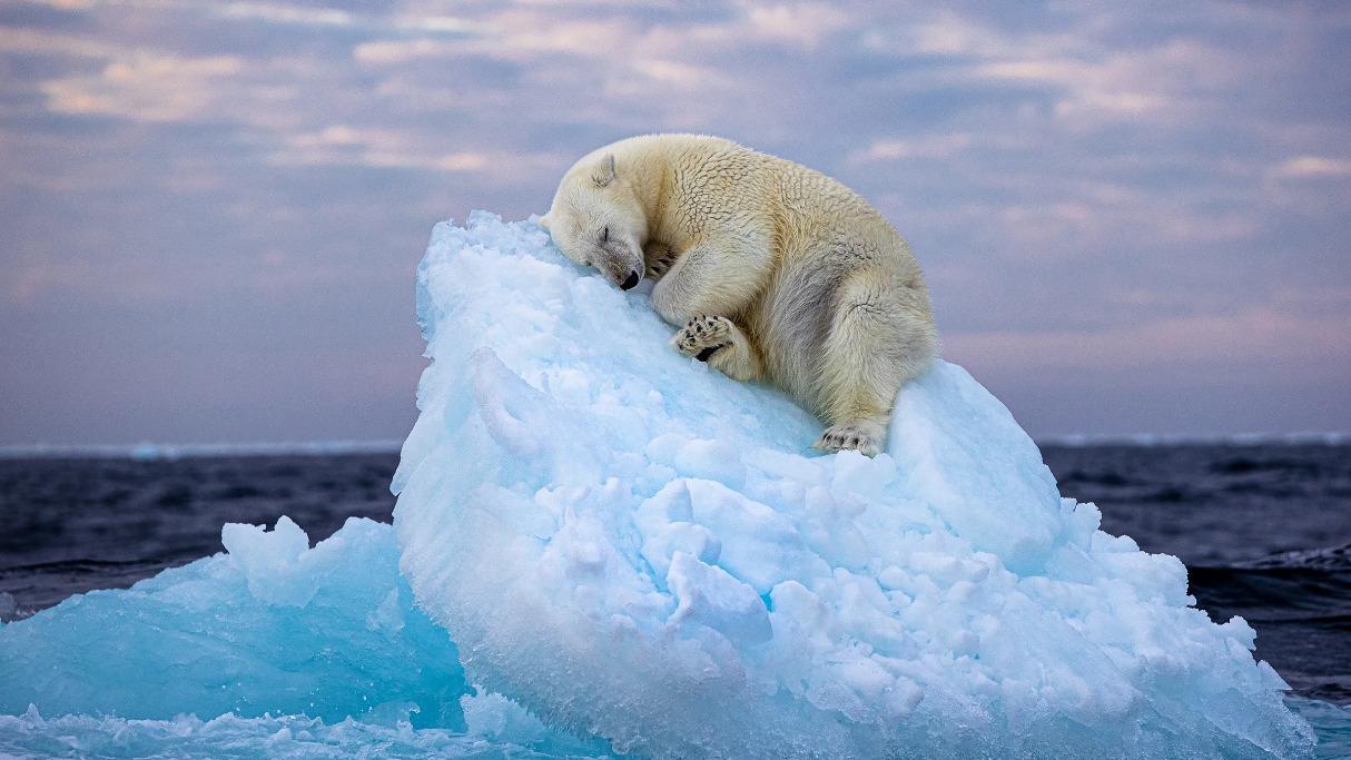 Ours blanc
